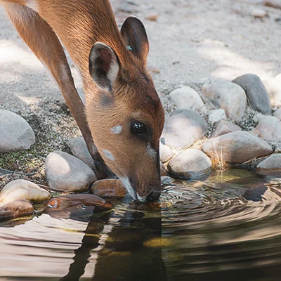 Deer drinking water on the riverbank